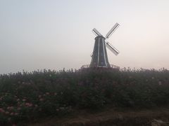 -大塘金香草谷