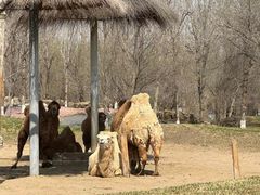 -北京野生动物园