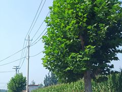 -济南植物园