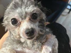 -佳雯宠物医院·皮肤科·内外科(春晓路分院)