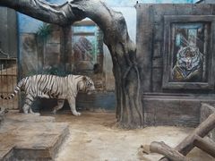 -清迈夜间动物园
