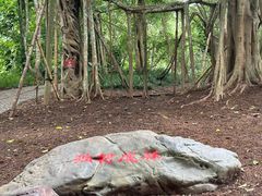 -中国科学院西双版纳热带植物园