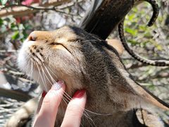 -喵屿·大理花园猫咖