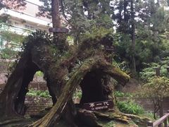 -阿里山神木遗迹