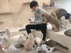-飞行喵MR PILOT|猫舍·猫咖(静安大融城店)