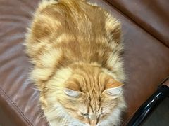 -MOCHA明星猫咖(田子坊店)