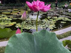 -莲花池公园