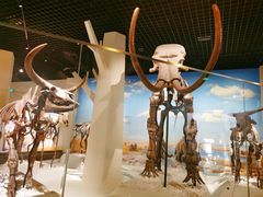 -国家自然博物馆