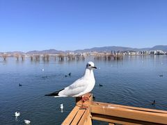 -洱海月湿地公园