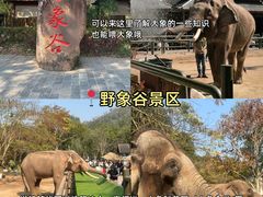 -西双版纳傣族园