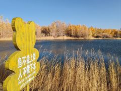 -金塔沙漠胡杨林景区