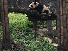 -都江堰中华大熊猫苑