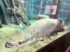 -鹿儿岛水族馆