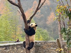 -卧龙中华大熊猫苑神树坪基地