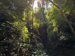 -西双版纳原始森林公园