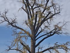 -千年银杏谷文化旅游区