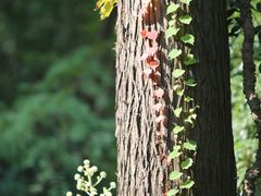 -上海共青森林公园