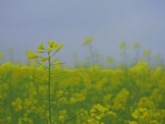 -桑洲油菜花景区