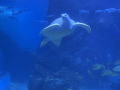 -左海海底世界