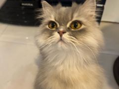 -平行世界·猫咖(首经贸店)