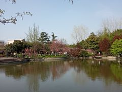 -嘉定紫藤园
