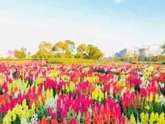 -春花秋色城市公园