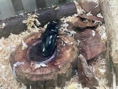 -上海昆虫博物馆