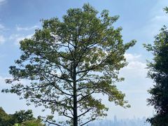 -广州市白云山风景名胜区