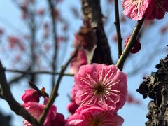 -梅花山(明孝陵内)