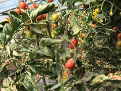 -杨柳青园艺科技博览园