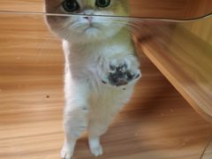 -猫十亿·布偶金渐层·曼基康矮脚猫舍(青年路店)