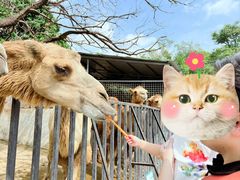 -泉州海丝野生动物世界