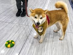 -瑞派名望24h动物医院异宠专科·猫专科·骨科·重症监护分院