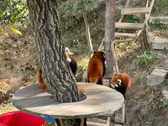 -大连森林动物园