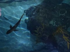 -暹罗海洋世界