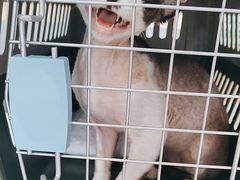 -艾贝尔宠物医院·24H转诊中心·肿瘤猫专科(江宁双龙店)