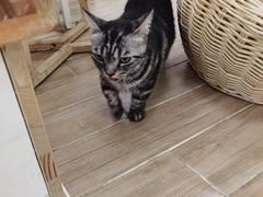 -李小姐の猫咖啡馆(五角场店)