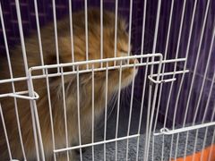-瑞派康怡24h宠物医院·犬猫医疗中心·微创绝育(瑞景分院)