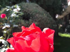 -静之湖湖畔餐厅