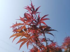 -广州市帽峰山景区