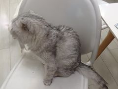 -喵的天空名猫咖啡馆·撸猫·猫舍·用品