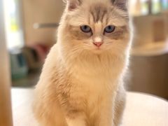 -瞄一喵猫咖(格力海岸店)
