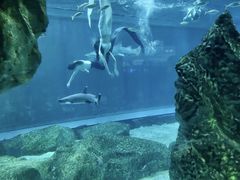 -海合安成都极地海洋公园