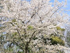 -上海滨江森林公园