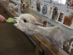 -富田农场