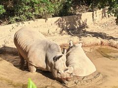 -泉州海丝野生动物世界