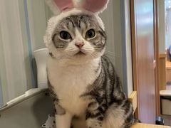-MOCHA明星猫咖(田子坊店)