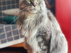 -十年猫舍·猫咪专门店(普陀店)