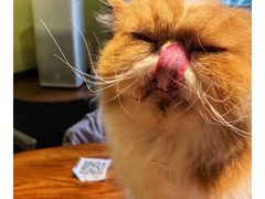 -more than meow吴止猫主题餐厅(承德 中船汇店)