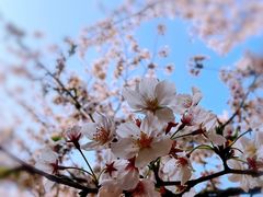 -高东镇樱花园